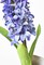12.5&#x22; Faux Hyacinth Purple Violet Stem